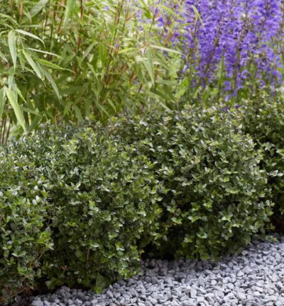 Lonicera nitida Garden Clouds® Copper Glow - Struikkamperfoelie