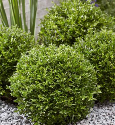 Lonicera nitida Garden Clouds® Green Breeze - Struikkamperfoelie