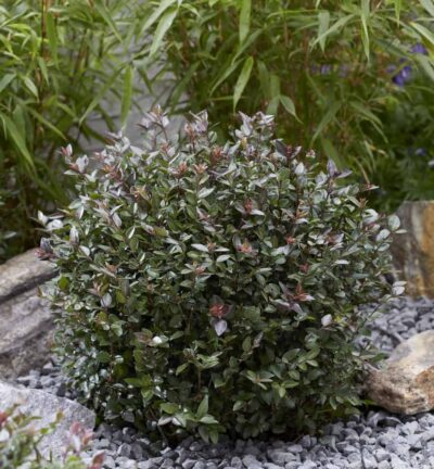 Lonicera nitida Garden Clouds® Purple Storm - Struikkamperfoelie