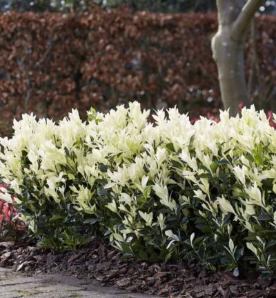 Euonymus japonicus 'Himalaya' - Kardinaalsmuts