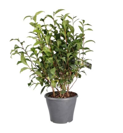 Camellia sinensis - Thee plant