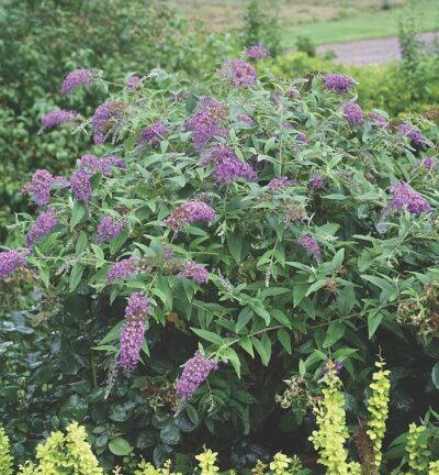 Buddleja 'Purple chip' - Dwergvlinderstruik