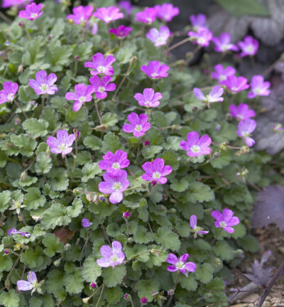 Erodium variabile bishop's form - Reigersbek