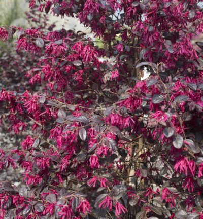 Loropetalum chinense 'Black Pearl' - Heksenstruik