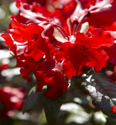 Rhododendron japonica 'Radja' - Dwerg rododendron
