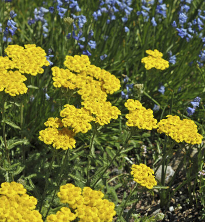 Achillea tomentosa 'Aurea' - Duizendblad