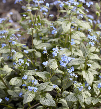 Brunnera macrophylla 'Silver Heart' - Kaukasisch Vergeet-me-nietje