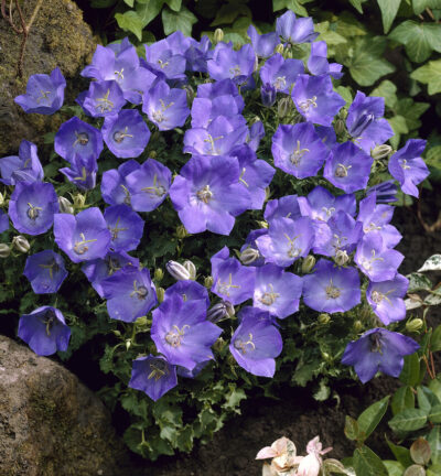 Campanula carpatica 'Blaue Clips' - Klokjesbloem