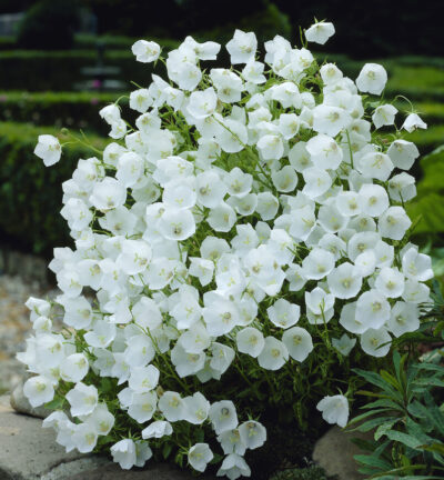 Campanula carpatica 'Weisse Clips' - Klokjesbloem
