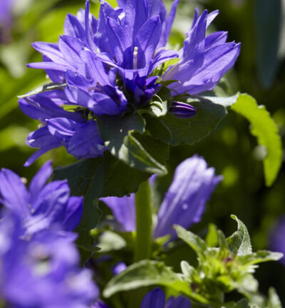 Campanula glomerata 'Acaulis' - Kluwenklokje