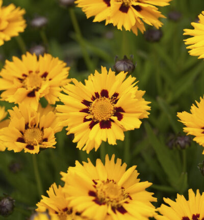 Coreopsis grandiflorum 'Sunfire' - Meisjesogen