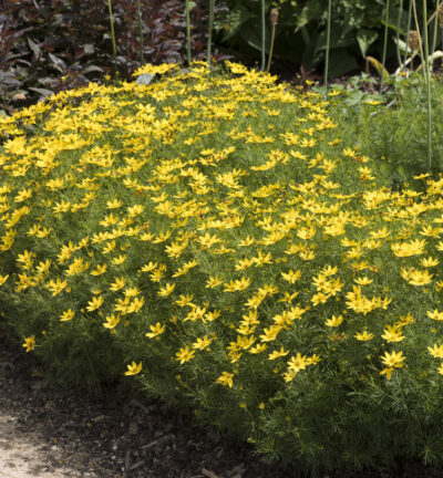 Coreopsis verticillata 'Zagreb' - Meisjesogen