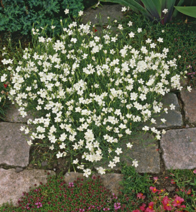 Dianthus deltoides 'Albiflorus' - Grasanjer