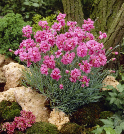 Dianthus plumarius 'Double Rose' - Grasanjer
