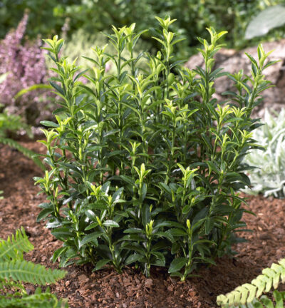 Euonymus japonicus 'Microphyllus' - Kardinaalsmuts