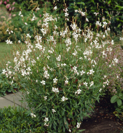 Gaura lindheimeri - Lindheimers prachtkaars