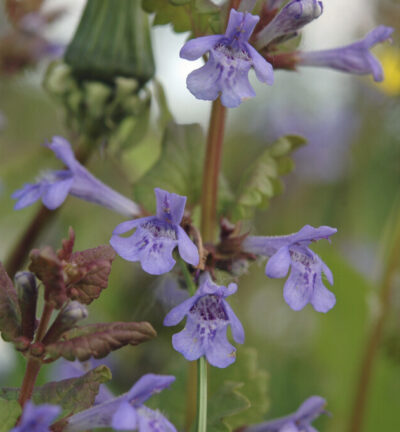 Glechoma hederacea - Hondsraf