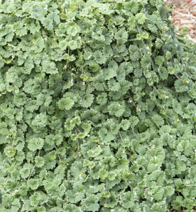 Glechoma hederacea 'Variegata' - Hondsraf