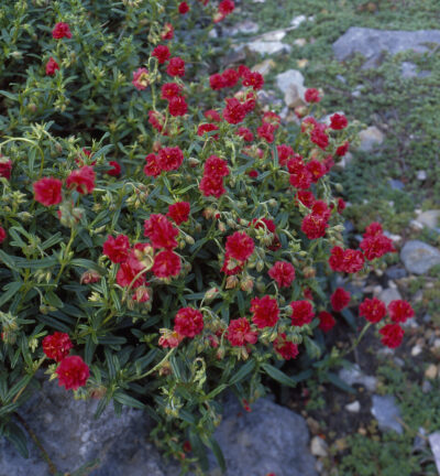 Helianthemum 'Cerise Queen' - Zonneroosje