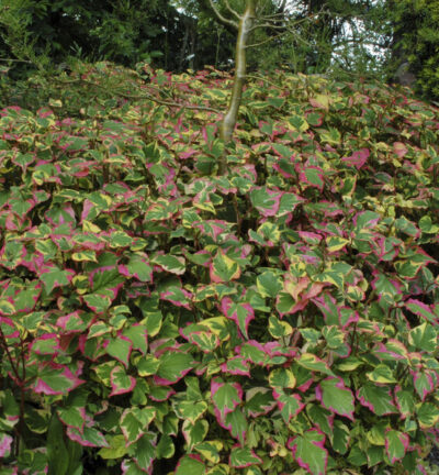 Houttuynia cordata 'Chameleon' - Moerasanemoon