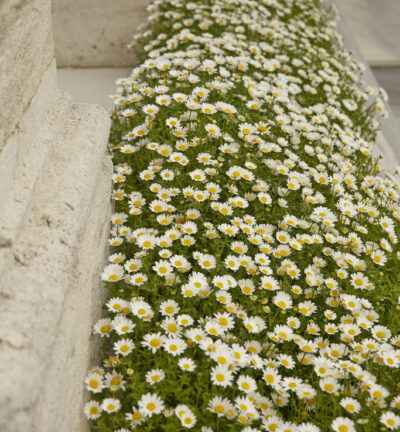 Leucanthemum superbum 'Silberprinzessche' - Margriet