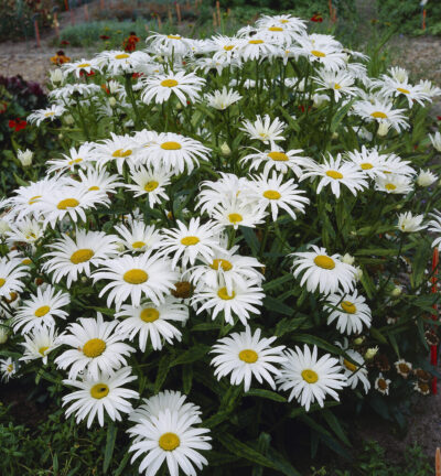 Leucanthemum vulgare 'Maikönigin' - Gewone Margriet