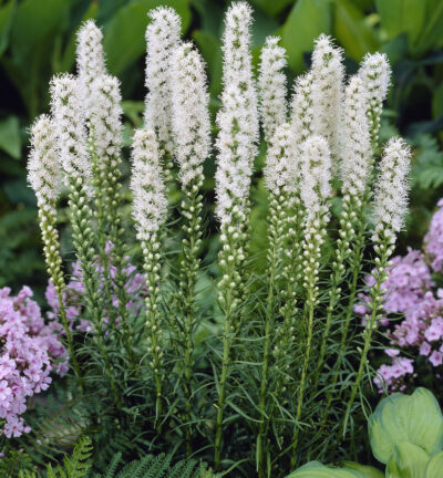 Liatris spicata 'Alba' - Knopige slangenwortel