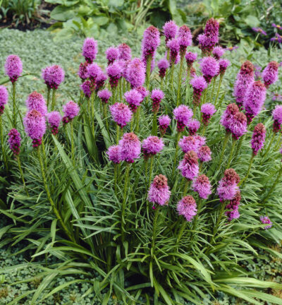 Liatris spicata 'Kobold' - Knopige slangenwortel