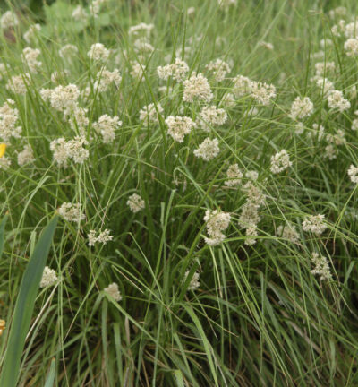 Luzula nivea 'Lucius' - Veldbies