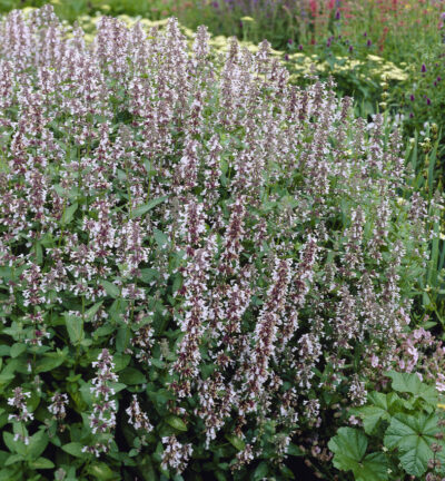 Nepeta grandiflora 'Dawn to Dusk' - Kattenkruid