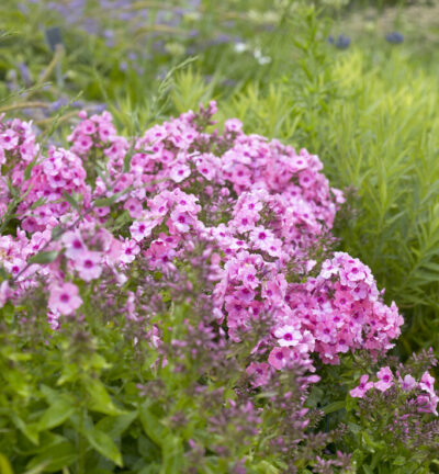 Phlox paniculata 'Flame Pink' - Hoge Vlambloem
