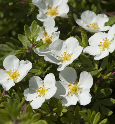 Potentilla fruticosa 'Abbotswood' - Ganzerik
