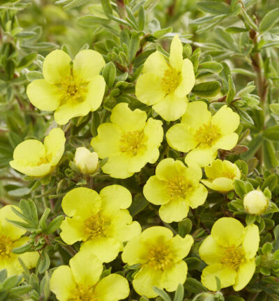 Potentilla fruticosa 'Elizabeth' - Ganzerik