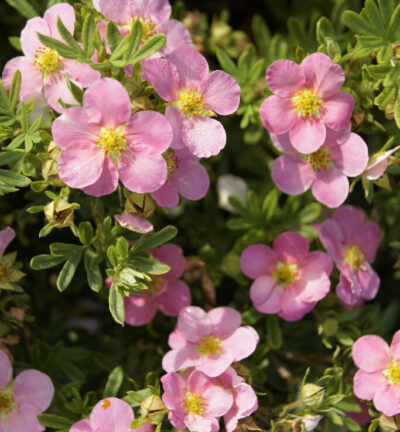 Potentilla fruticosa 'Pink Beauty' - Ganzerik