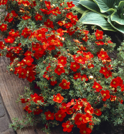 Potentilla fruticosa 'Red Ace' - Ganzerik