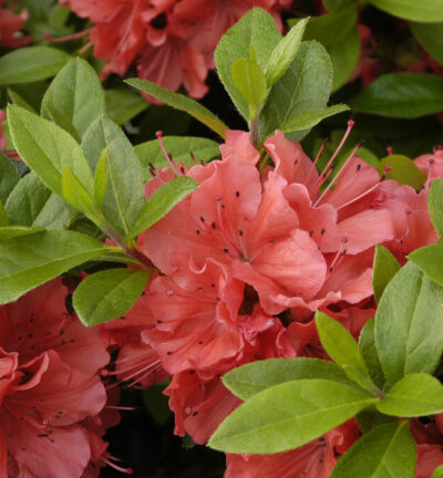 Rhododendron 'Geisha Orange' - Japanse Azalea