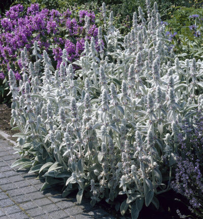 Stachys byzantina 'Silver Carpet' - Ezelsoor