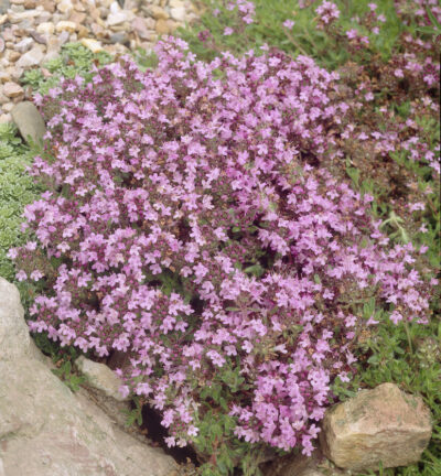 Thymus praecox 'Minor' - Kruiptijm