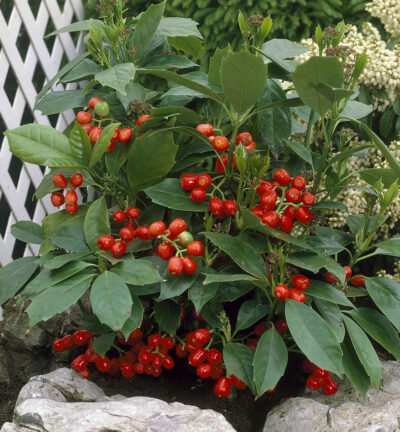 Aucuba japonica 'Rozannie' - Japanse Broodboom