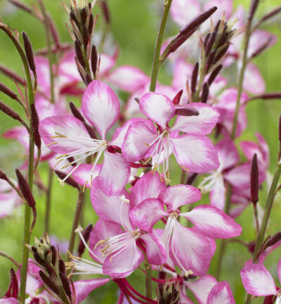 Gaura lindheimeri ´Rosy Jane´ - Lindheimers prachtkaars