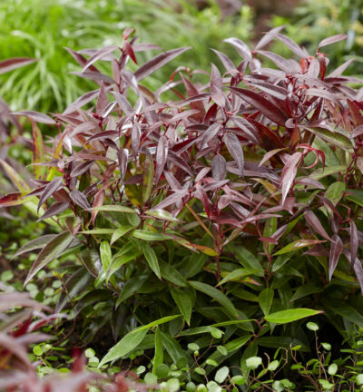 Leucothoe keiskei Burning Love - Druifheide