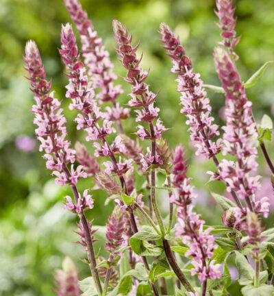 Salvia nemorosa Caradonna Pink - Salie