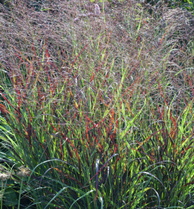 Panicum virgatum - Vingergras