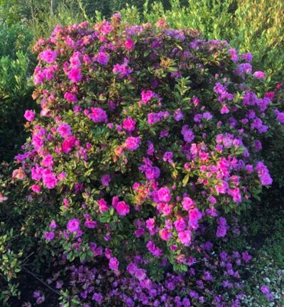 Rhododendron ENCORE® 'Majesty' - Azalea
