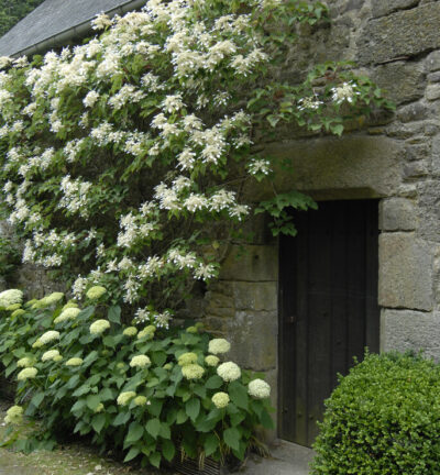 Schizophragma hydrangeoides - Schijnhortensia