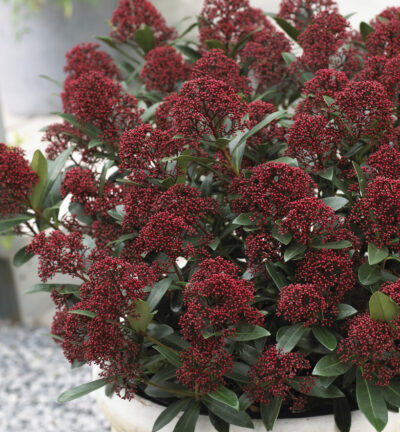 Skimmia japonica Rubesta - Bloem Skimmia