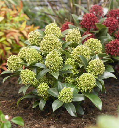 Skimmia japonica 'White Dwarf' - Bloem Skimmia