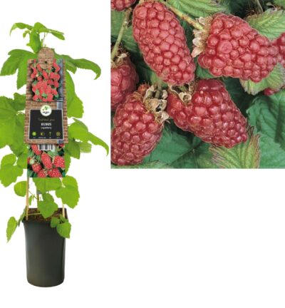Rubus 'Tayberry' - Taybes