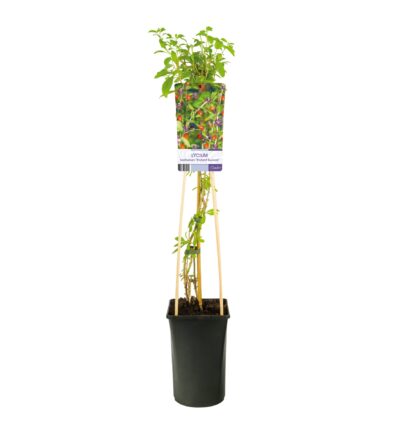 Lycium barbarum 'Instant Succes' - Boksdoorn