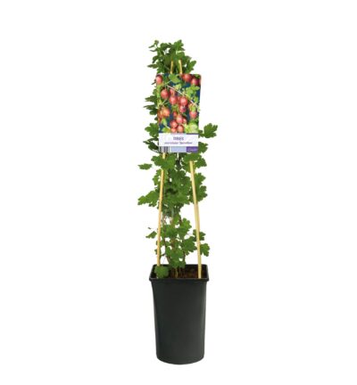Ribes uva-crispa 'Spinefree' - Kruisbes